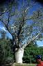 04-17_Boab_Tree.jpg